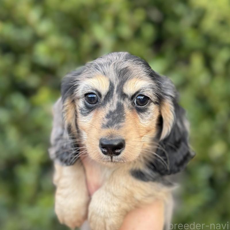 商談中の福岡県のミニチュアダックスフンド(ロングヘアード)-424811