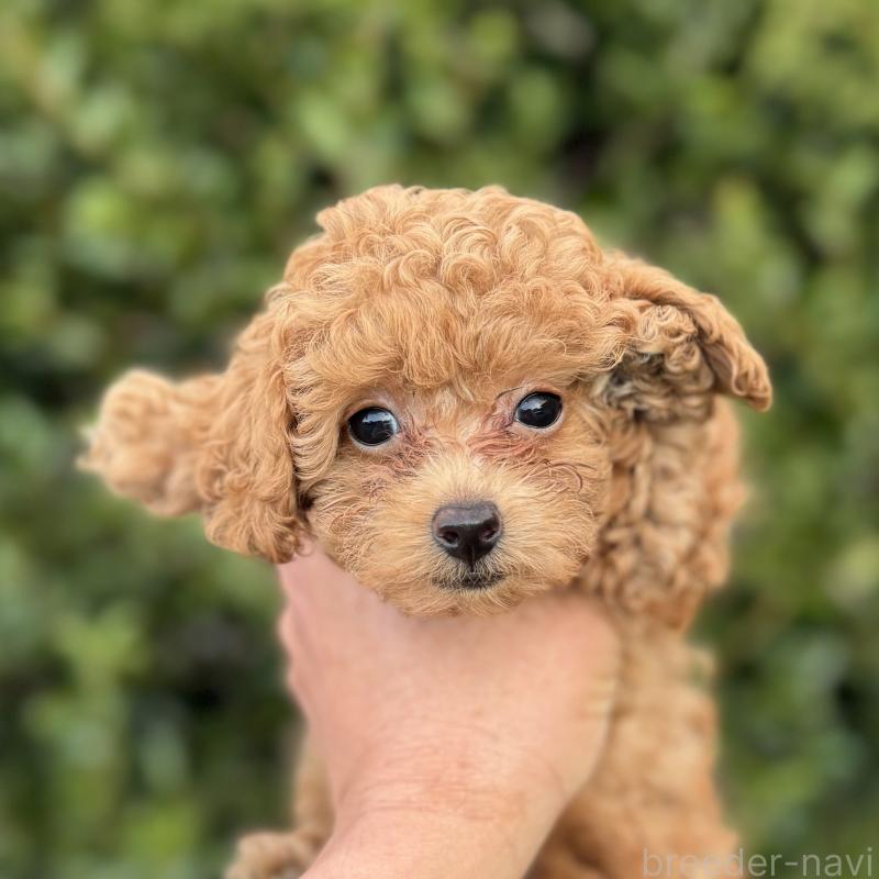 成約済の福岡県のトイプードル-423428