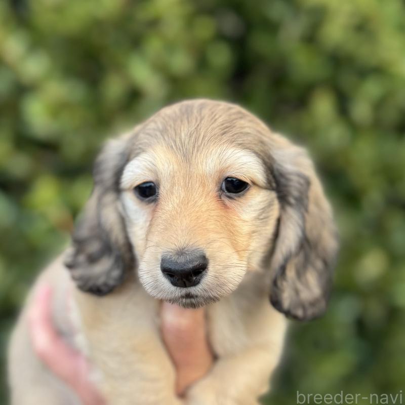 販売中の福岡県のミニチュアダックスフンド(ロングヘアード)-424812