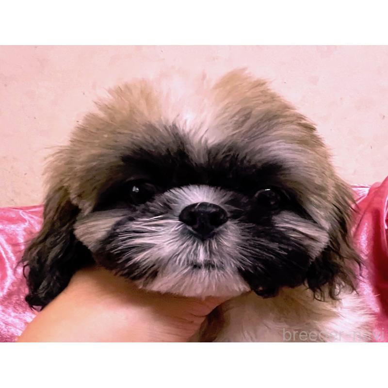 商談中の大阪府のマルシーズー:マルチーズ×シーズー-414194の6枚目