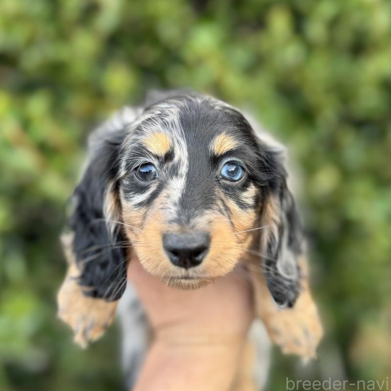 販売中の福岡県のミニチュアダックスフンド(ロングヘアード)-424813