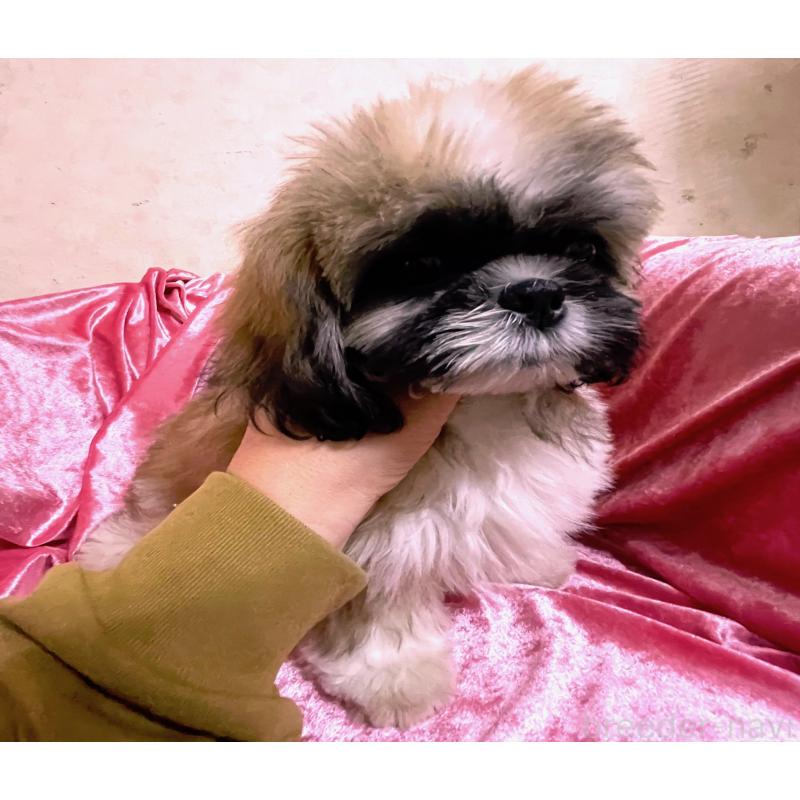 商談中の大阪府のマルシーズー:マルチーズ×シーズー-414194の5枚目