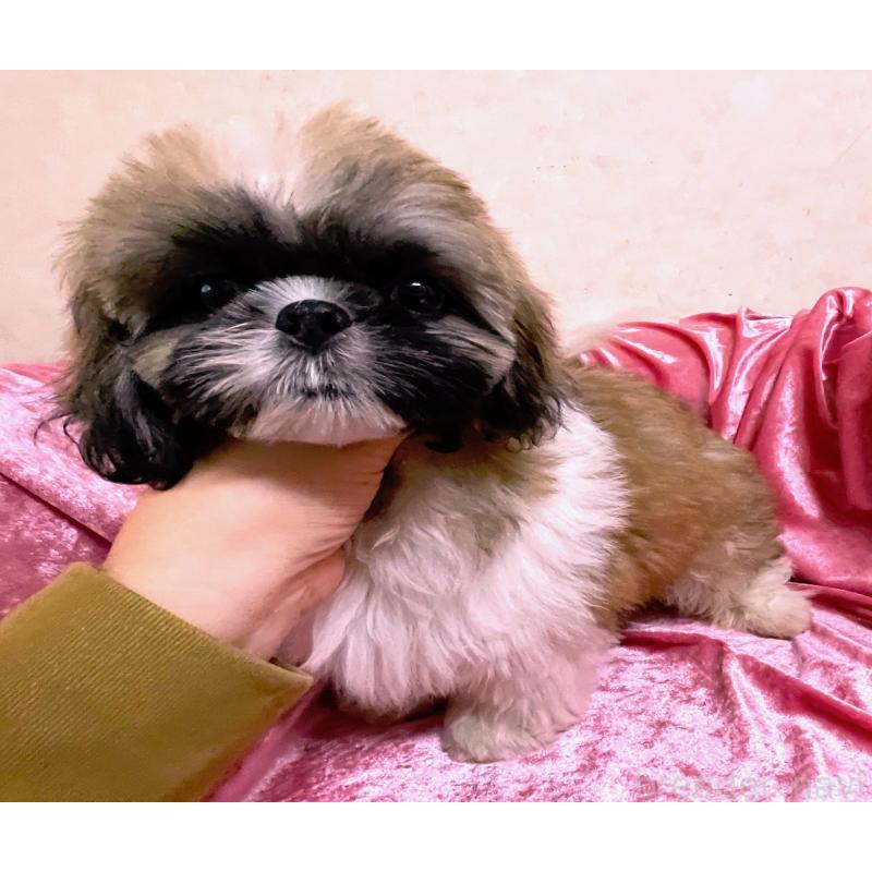 商談中の大阪府のマルシーズー:マルチーズ×シーズー-414194の4枚目