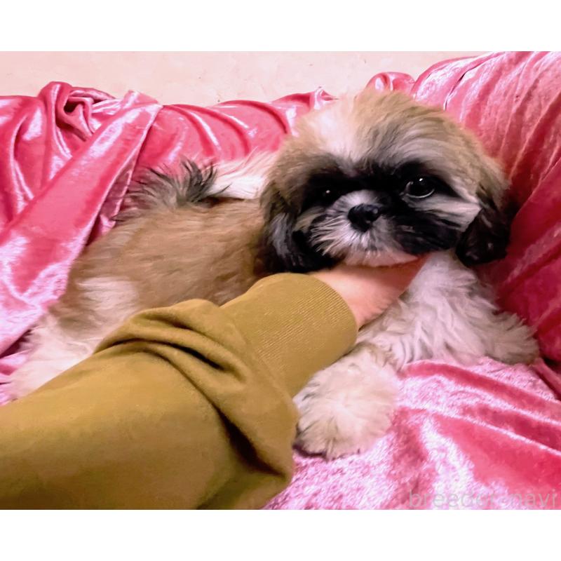 商談中の大阪府のマルシーズー:マルチーズ×シーズー-414194の2枚目