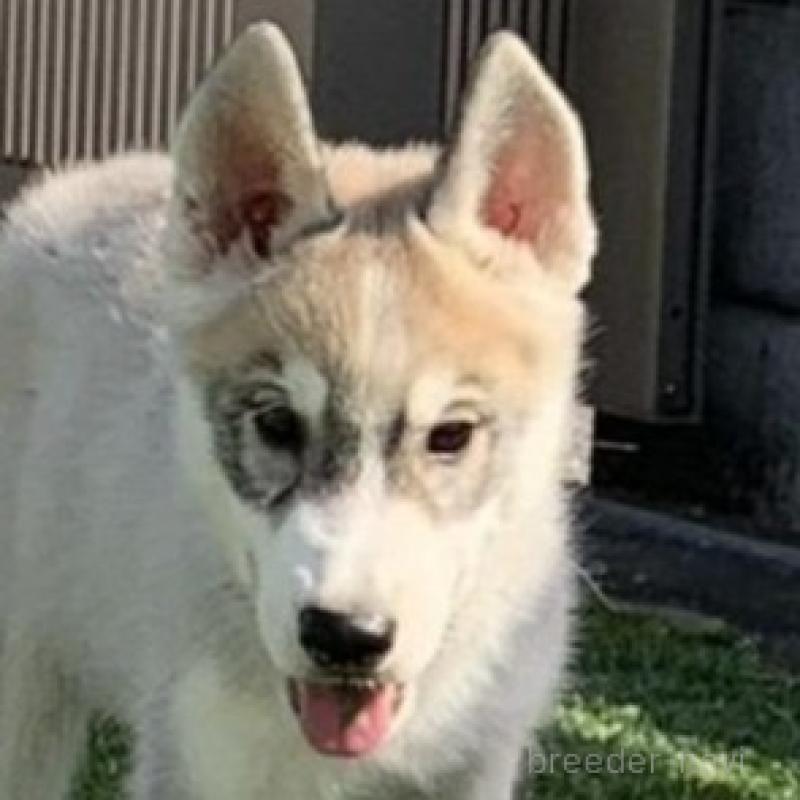 販売中の東京都のシベリアンハスキー-427092