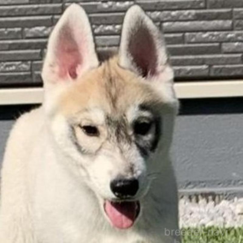 販売中の東京都のシベリアンハスキー-427093