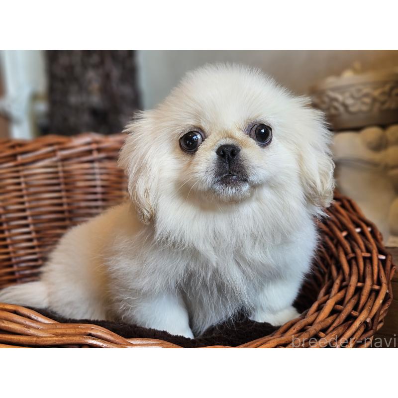 販売中の岐阜県のペキニーズ-421530の2枚目