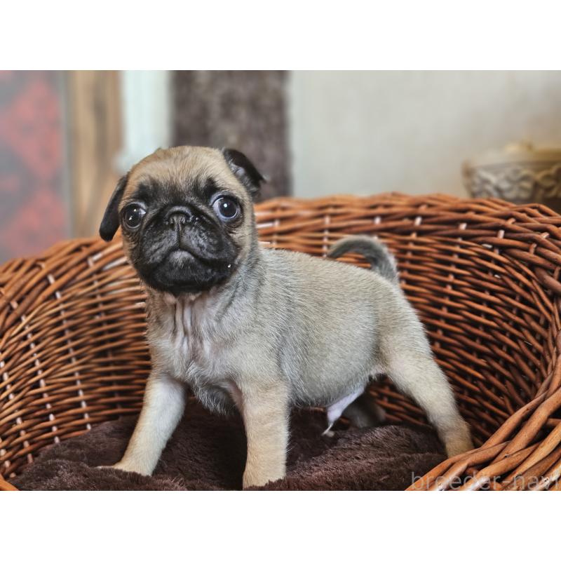 成約済の岐阜県のパグ-421527の2枚目