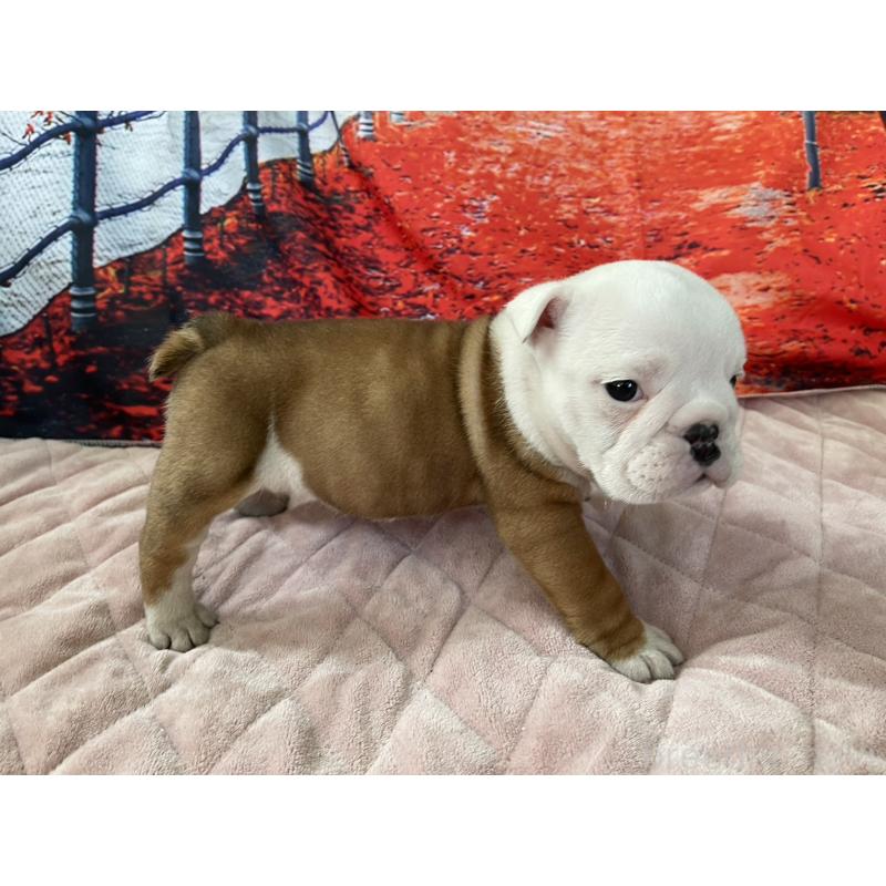 販売中の千葉県のブルドッグ-427650の5枚目