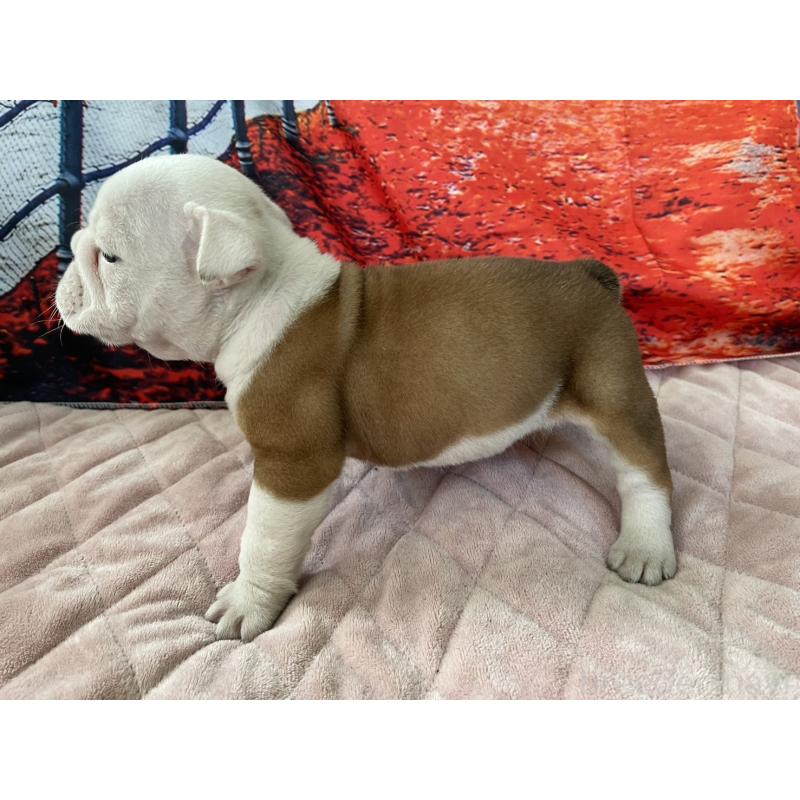 販売中の千葉県のブルドッグ-427650の3枚目