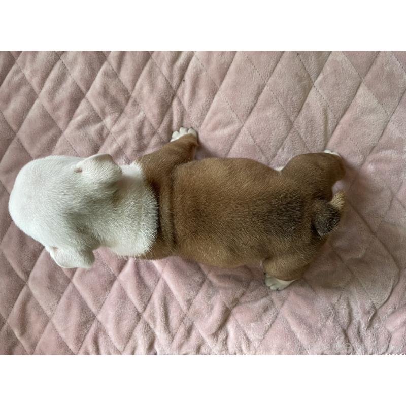 販売中の千葉県のブルドッグ-427650の4枚目