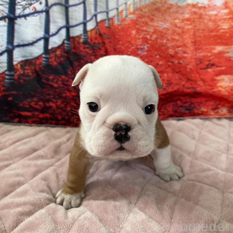 販売中の千葉県のブルドッグ-427650の1枚目