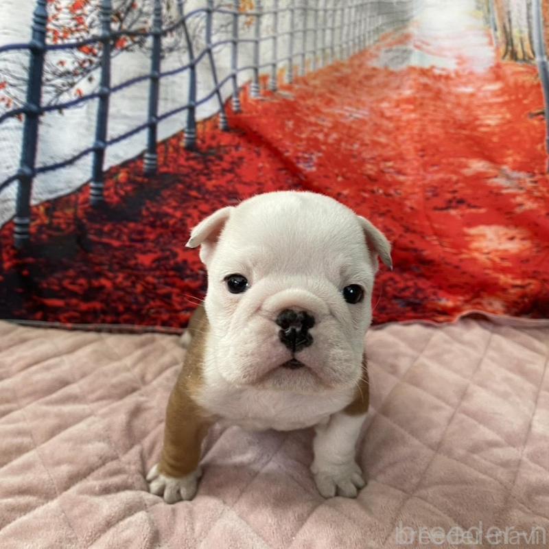 販売中の千葉県のブルドッグ-427650の2枚目