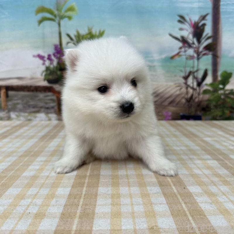 販売中の千葉県の日本スピッツ-427651の5枚目