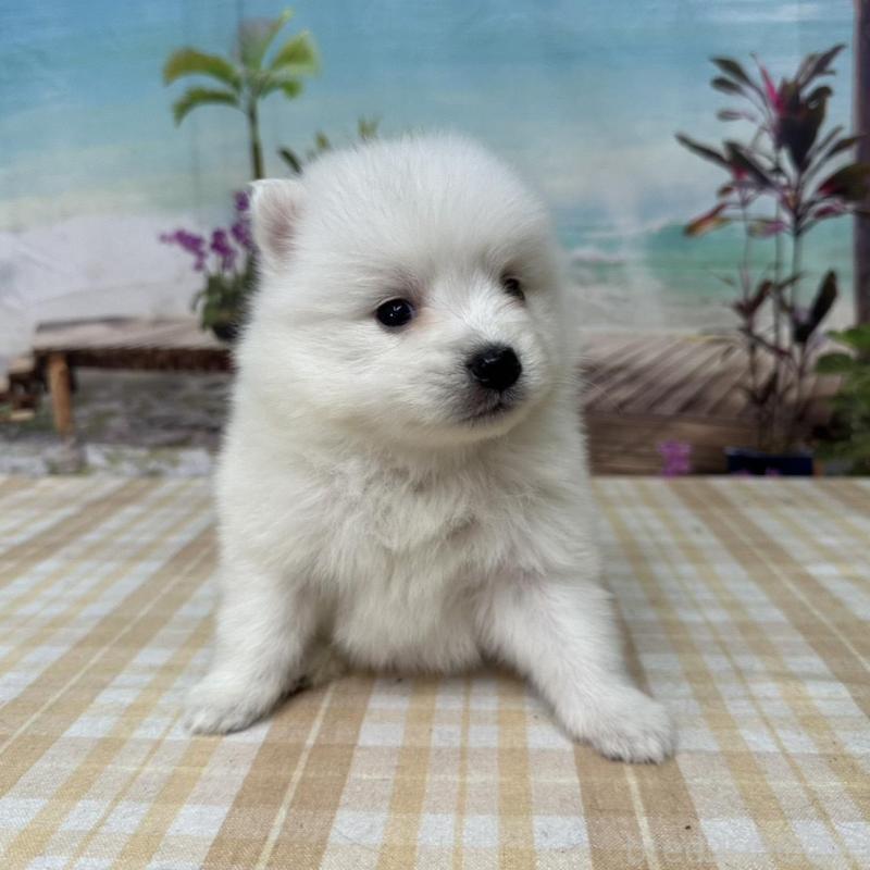 販売中の千葉県の日本スピッツ-427651の4枚目