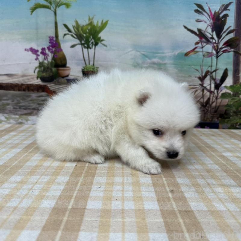 販売中の千葉県の日本スピッツ-427651の3枚目