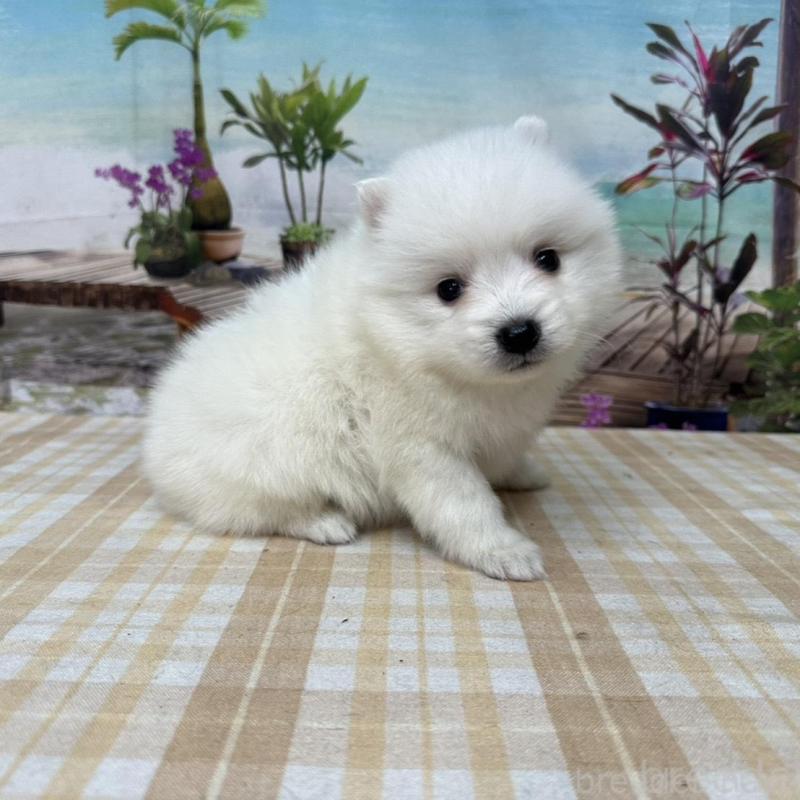 販売中の千葉県の日本スピッツ-427651の1枚目