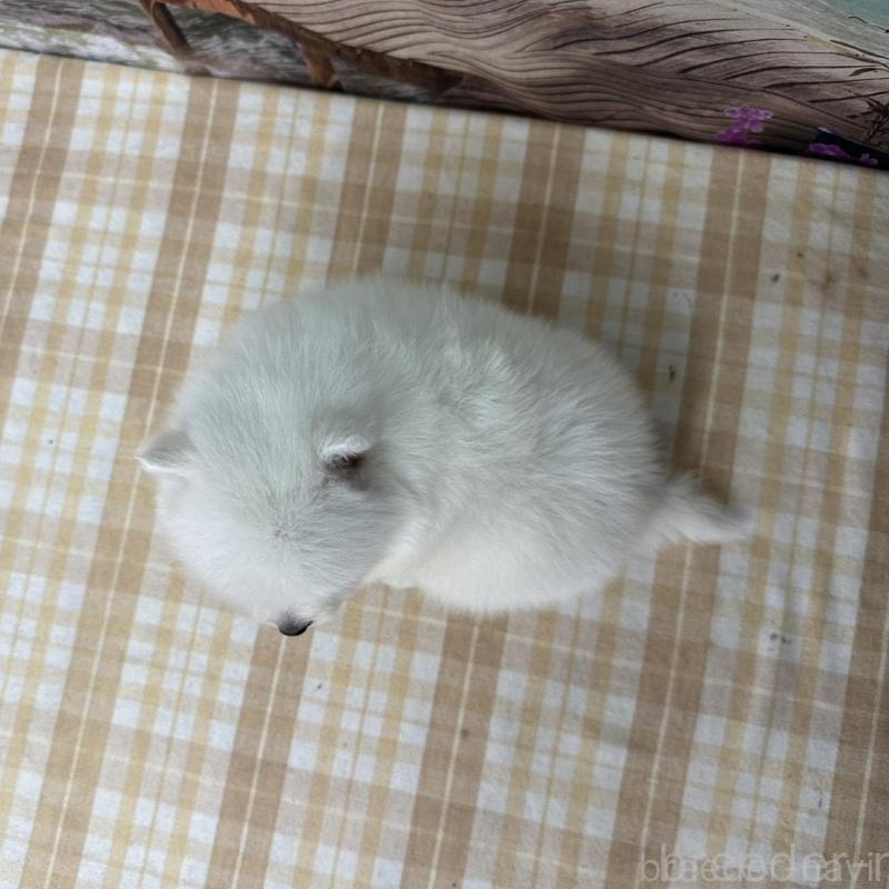 販売中の千葉県の日本スピッツ-427651の2枚目