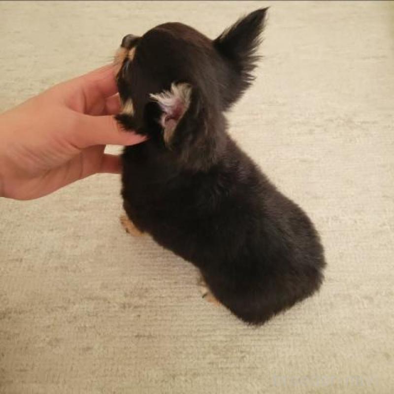 販売中の滋賀県のチワワ(ロングコート)-427652の3枚目