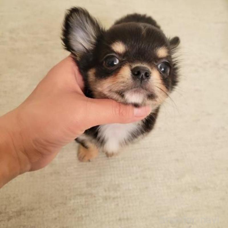 販売中の滋賀県のチワワ(ロングコート)-427652の2枚目