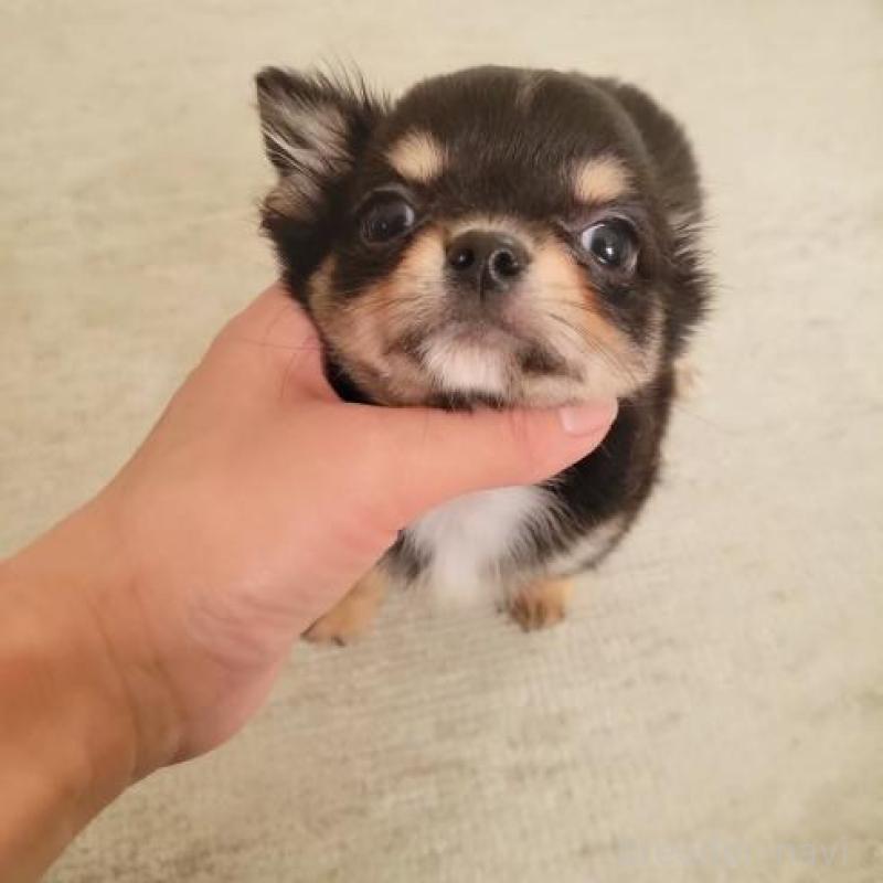 販売中の滋賀県のチワワ(ロングコート)-427652の1枚目