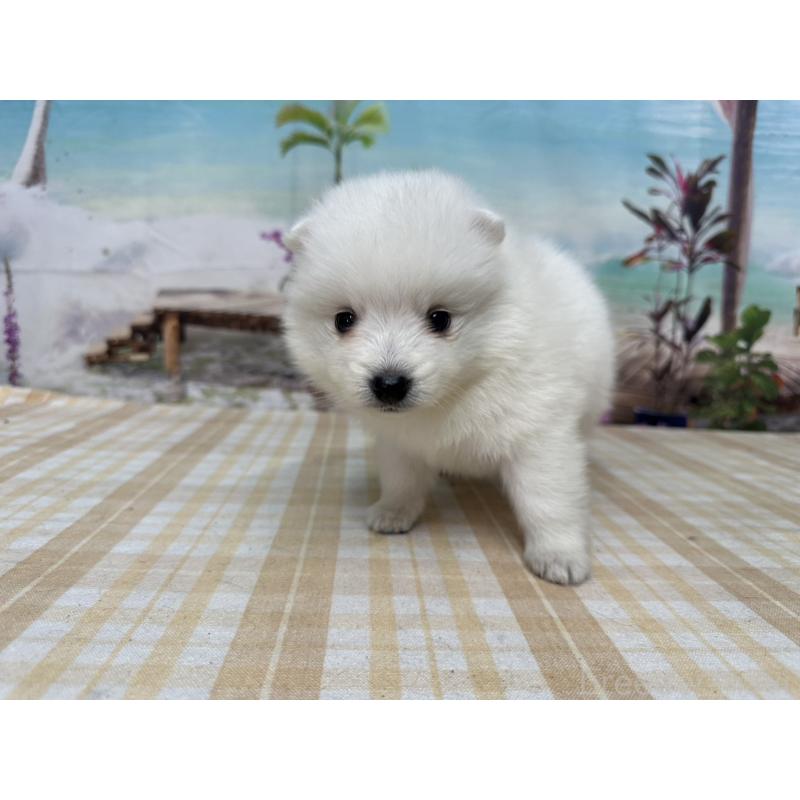 販売中の千葉県の日本スピッツ-427653の6枚目