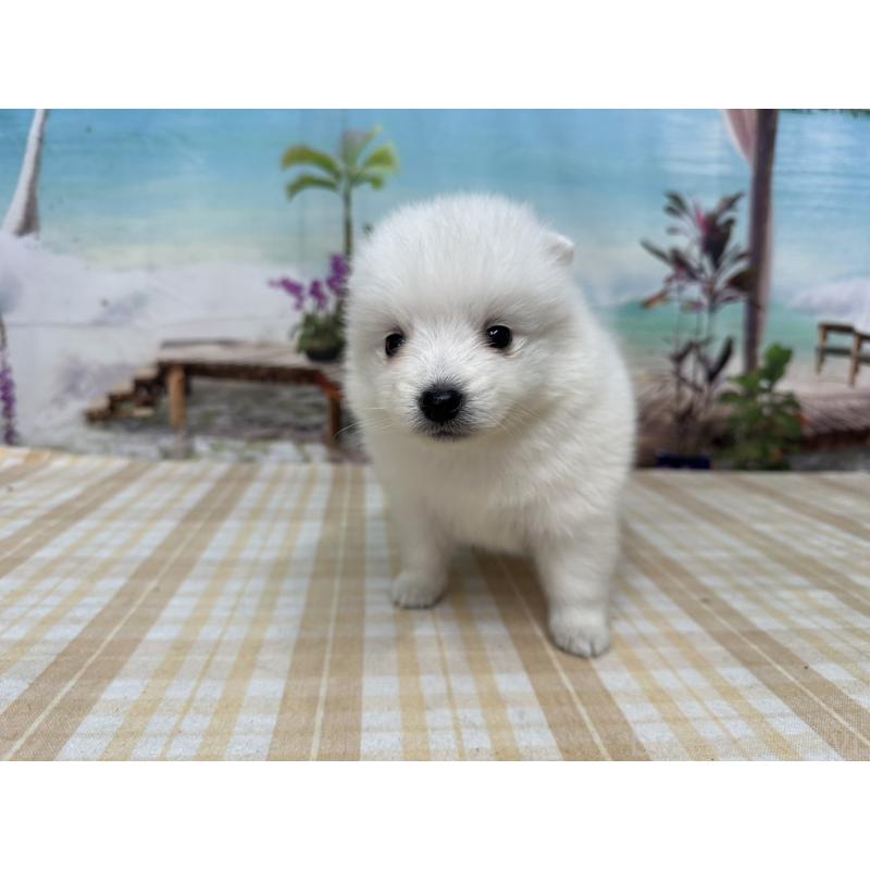 販売中の千葉県の日本スピッツ-427653の5枚目