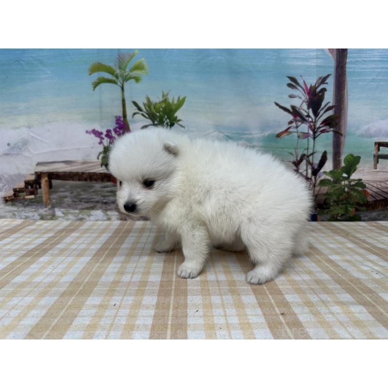 販売中の千葉県の日本スピッツ-427653の4枚目