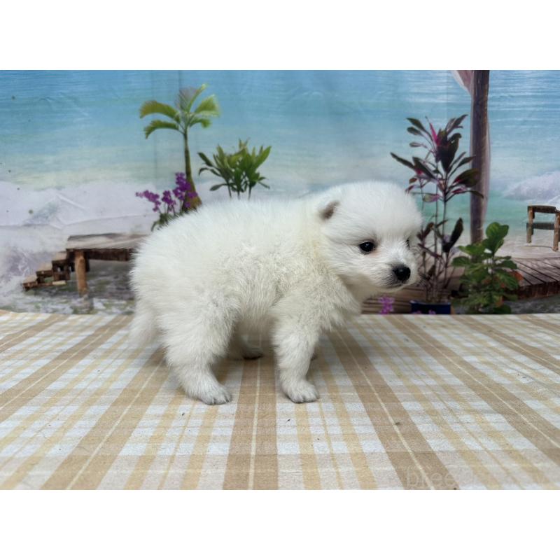 販売中の千葉県の日本スピッツ-427653の3枚目