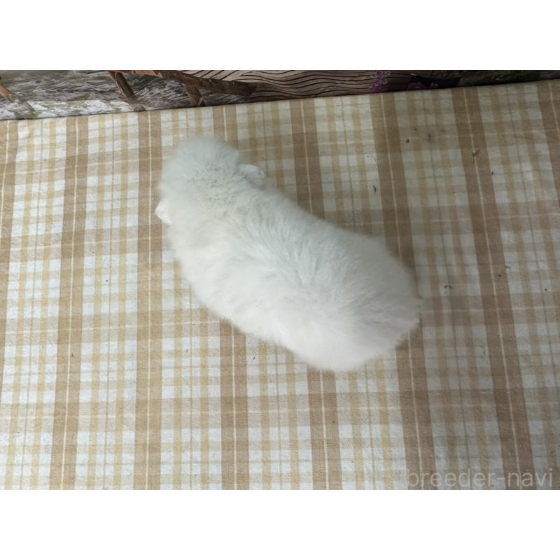 販売中の千葉県の日本スピッツ-427653の2枚目