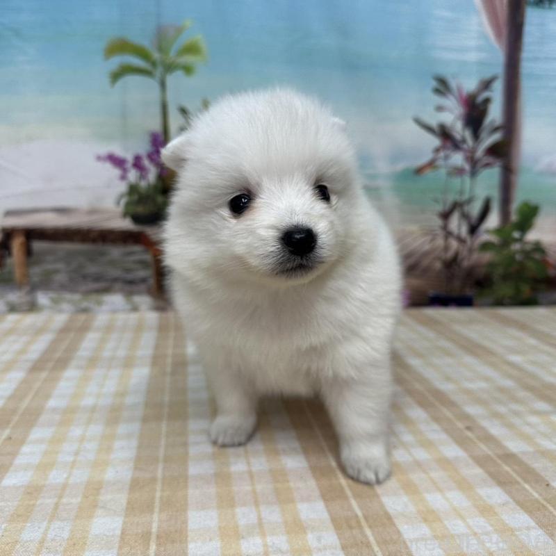 販売中の千葉県の日本スピッツ-427653の1枚目