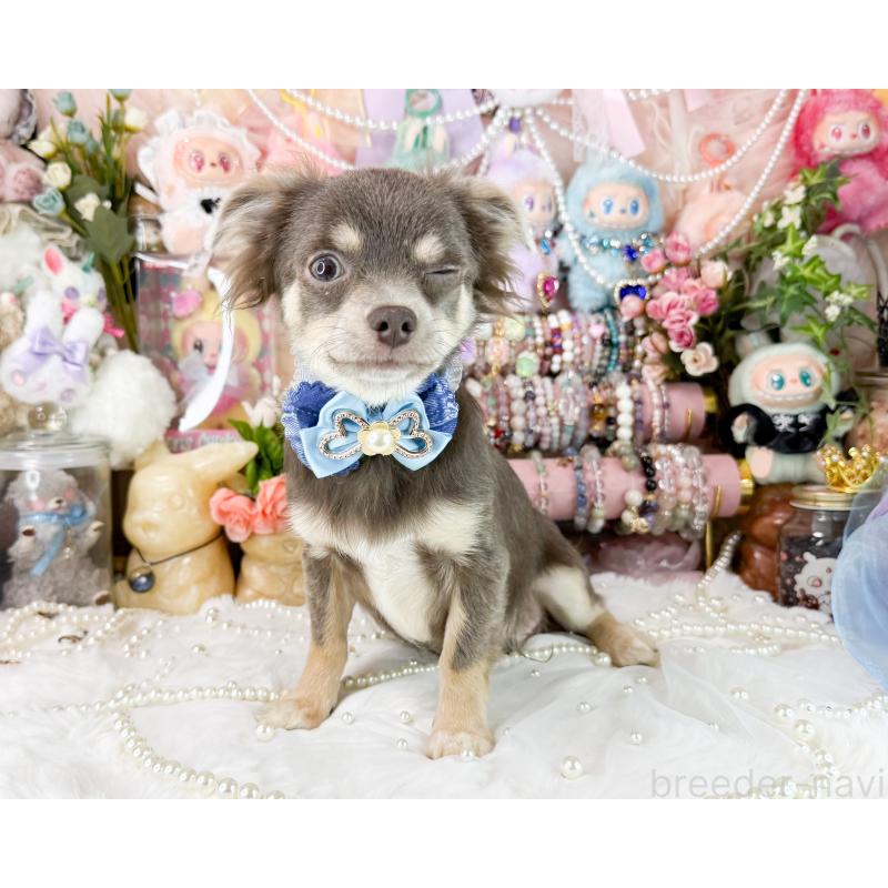 販売中の福岡県のチワワ(ロングコート)-396251