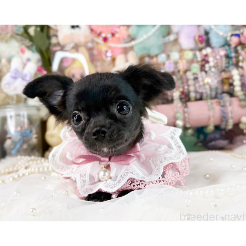 販売中の福岡県のチワワ(ロングコート)-399024