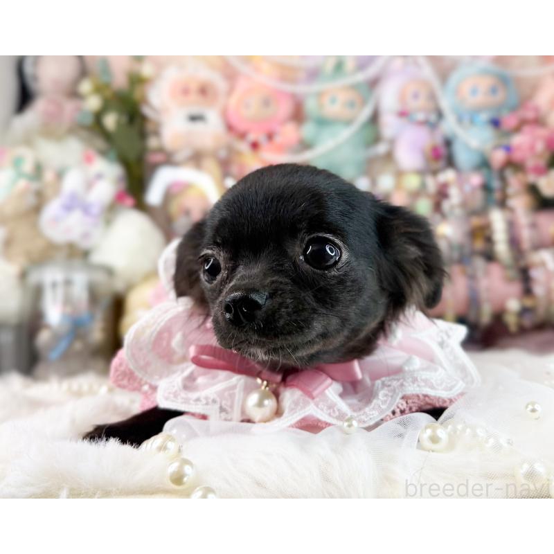 販売中の福岡県のチワワ(ロングコート)-399024の6枚目