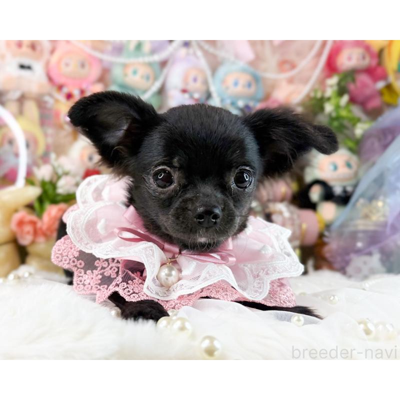 販売中の福岡県のチワワ(ロングコート)-399024の5枚目