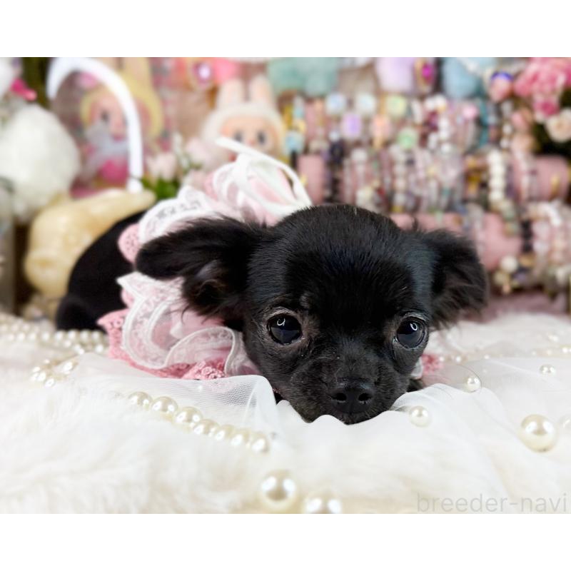 販売中の福岡県のチワワ(ロングコート)-399024の4枚目