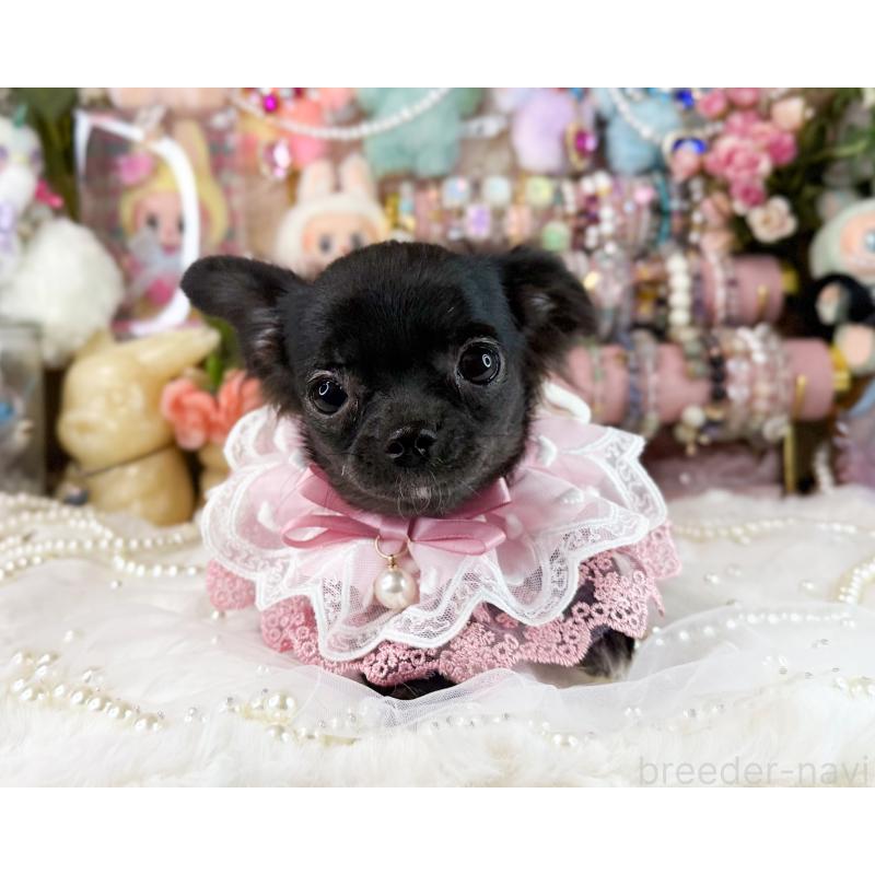 販売中の福岡県のチワワ(ロングコート)-399024の3枚目