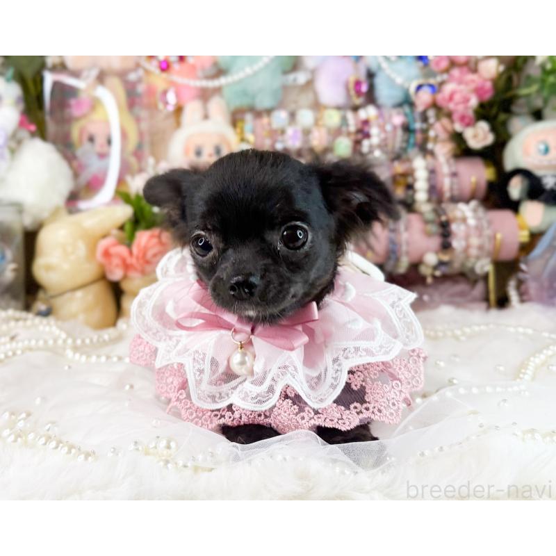 販売中の福岡県のチワワ(ロングコート)-399024の2枚目