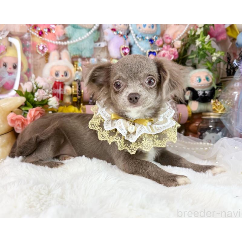 販売中の福岡県のチワワ(ロングコート)-399290の6枚目