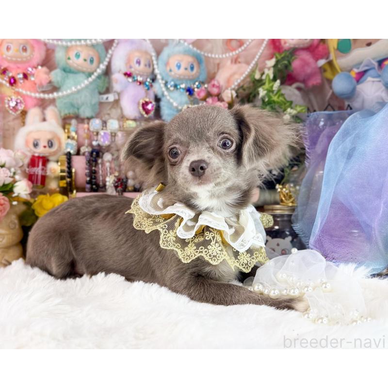 販売中の福岡県のチワワ(ロングコート)-399290の5枚目