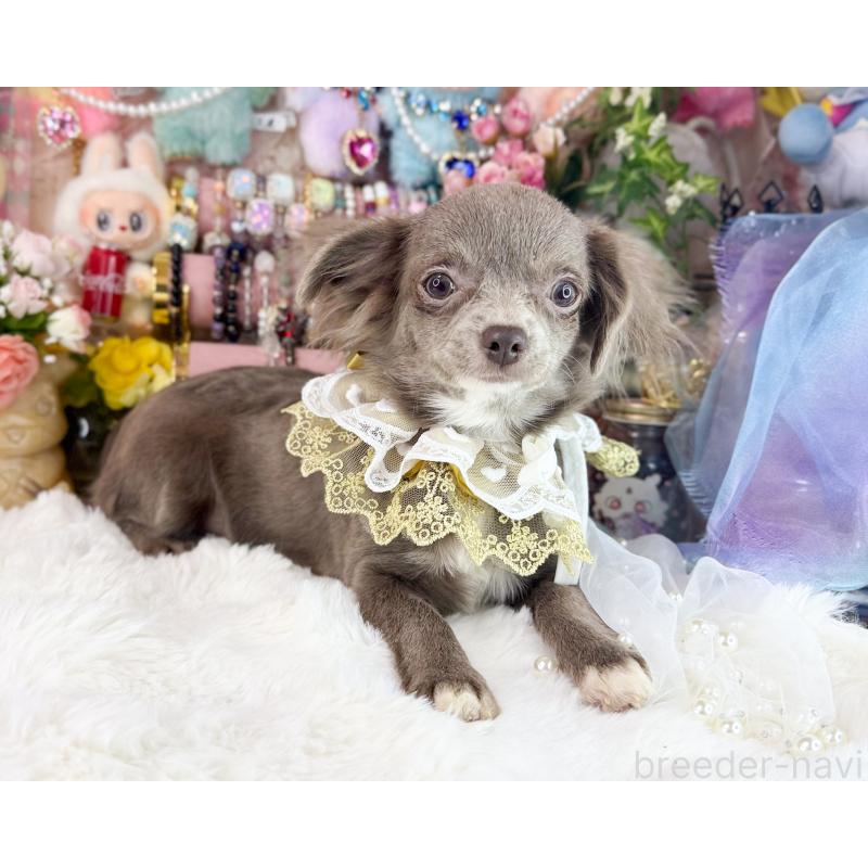 販売中の福岡県のチワワ(ロングコート)-399290の4枚目