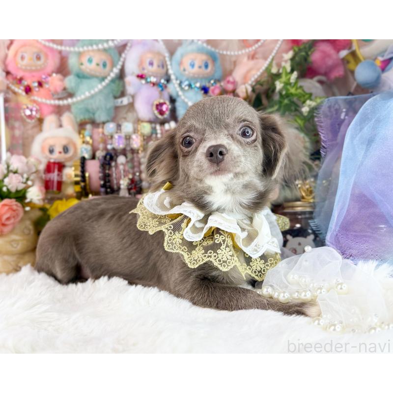 販売中の福岡県のチワワ(ロングコート)-399290の3枚目