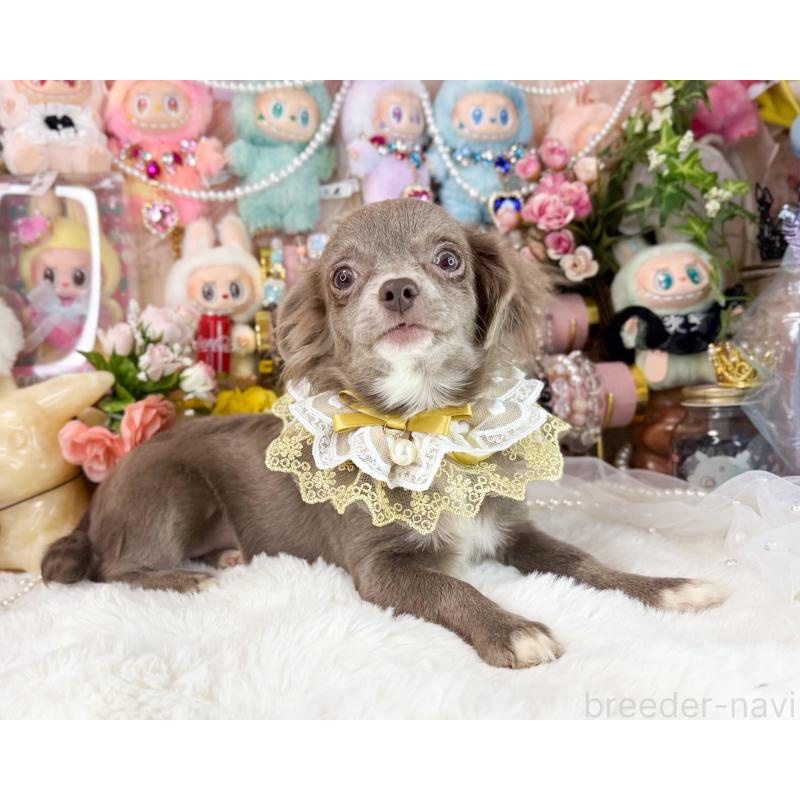 販売中の福岡県のチワワ(ロングコート)-399290の2枚目