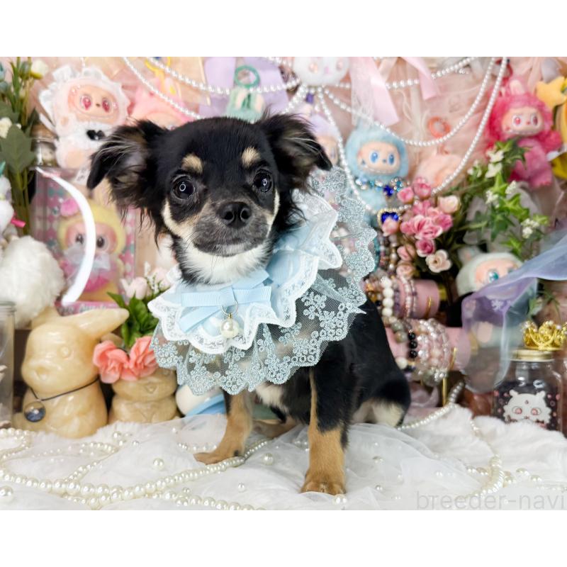 販売中の福岡県のチワワ(ロングコート)-399023の6枚目