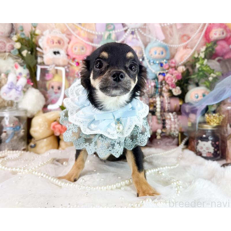 販売中の福岡県のチワワ(ロングコート)-399023の5枚目