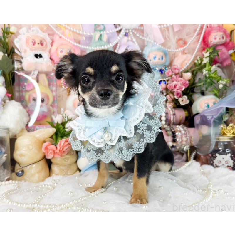 販売中の福岡県のチワワ(ロングコート)-399023の4枚目