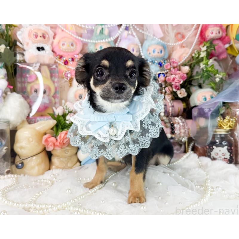 販売中の福岡県のチワワ(ロングコート)-399023の3枚目