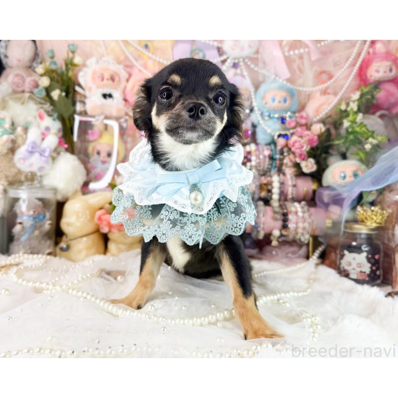 販売中の福岡県のチワワ(ロングコート)-399023の2枚目