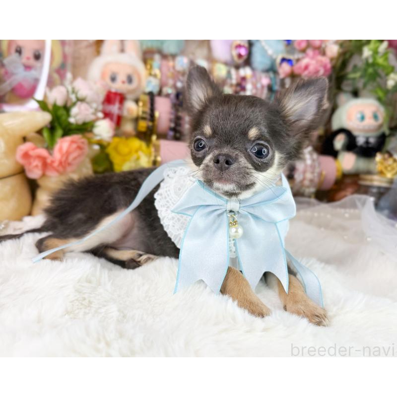 販売中の福岡県のチワワ(ロングコート)-406315