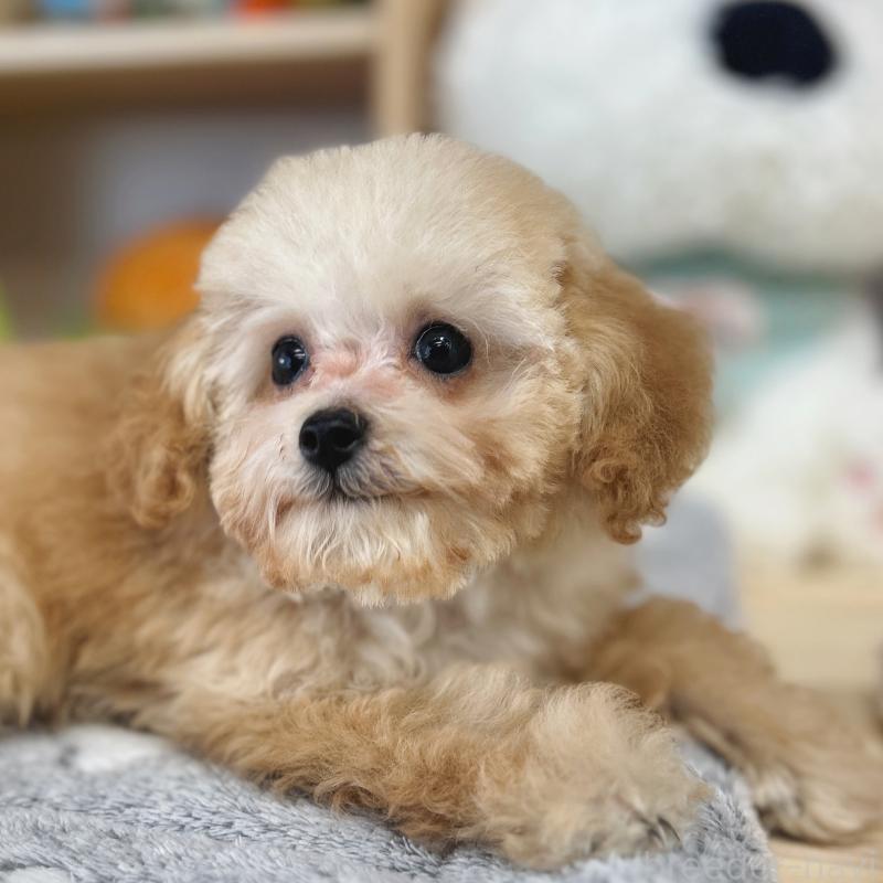 販売中の東京都のトイプードル-427873の7枚目